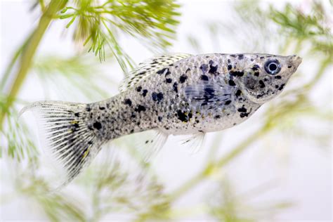Molly Fish Species Profile .